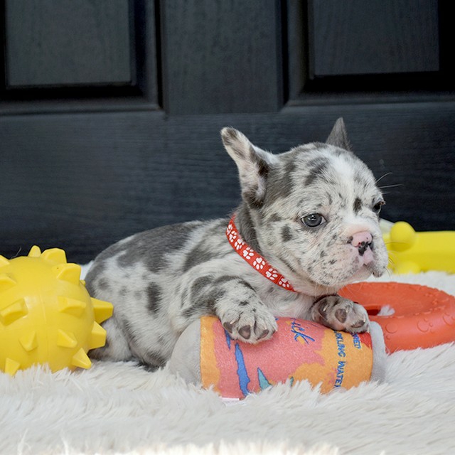 Lola - Image 9