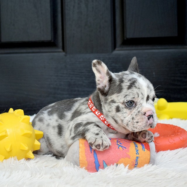 Lola - Image 10