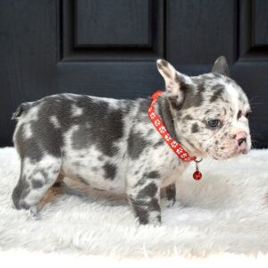 Lola