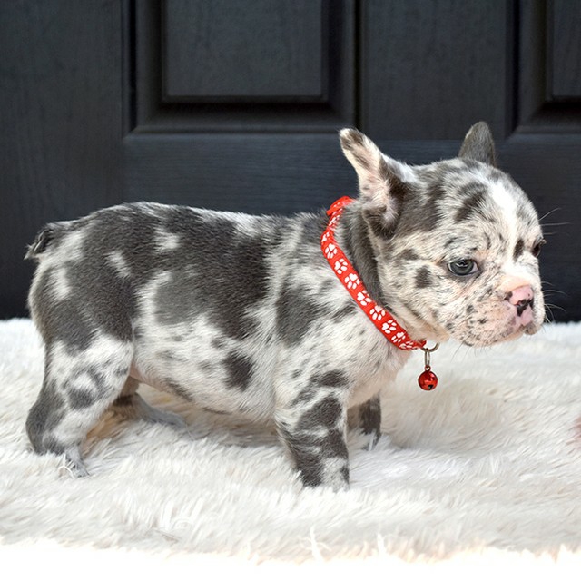Lola